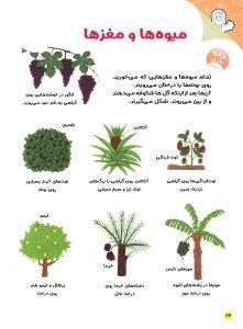 مراحل رشد میوه در مجله نبات کوچولو شماره 81