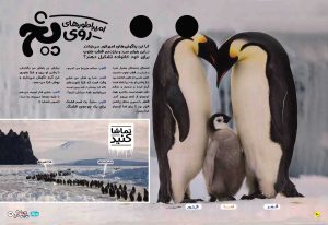 نحوه زندگی پنگوئن ها در مجله حیوانات شگفت انگیز شماره 3