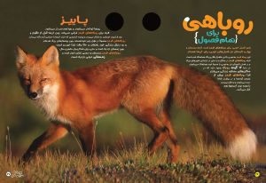 آشنایی با روباه در مجله حیوانات شگفت انگیز شماره 5