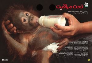 دانستنی هایی در مورد اورانگوتان ها در مجله حیوانات شگفت انگیز شماره 7